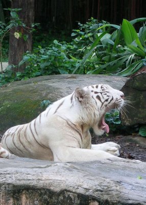 White tiger, Singapore Zoo