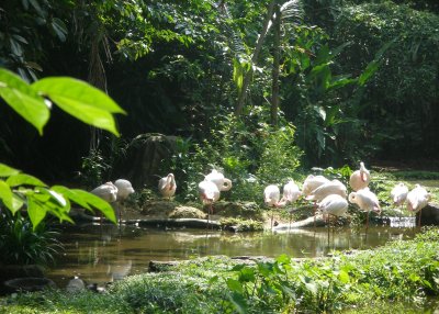 Flamingoes, Singapore Zoo