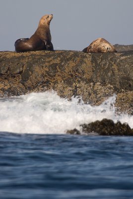 Steller Sealions