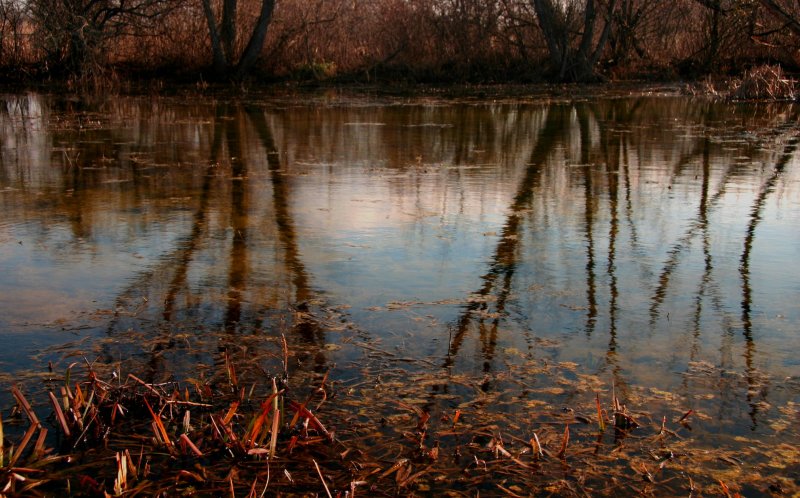 The wetlands at Blandy Farm.