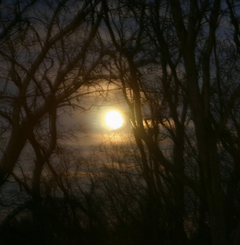 Forest Moon.