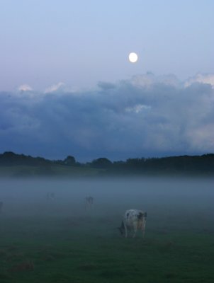 Grazing in the misty moonlight.