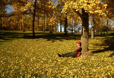 Relaxing in the Ginkgo Grove.
