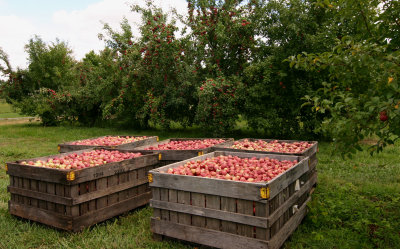 Apple harvest time.