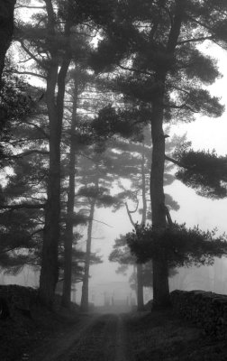 A foggy morning at Blandy Farm.