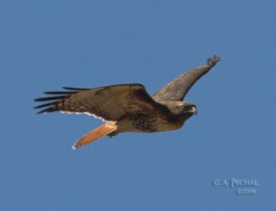 Red Tail @ Yolo Wildlife area