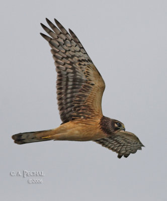 Northern Harrier