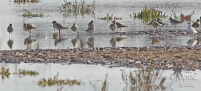Unknown Plovers