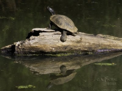 Pacific pond turtle (Clemmys marmorata)