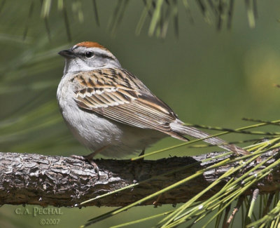 Chipping Sparrow ~ Plumas County