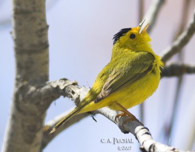 Wilson's Warbler ~ Plumas County, CA