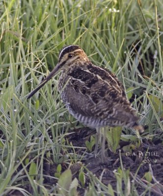 Wilson's Snipe ~ Sierra Valley Marsh