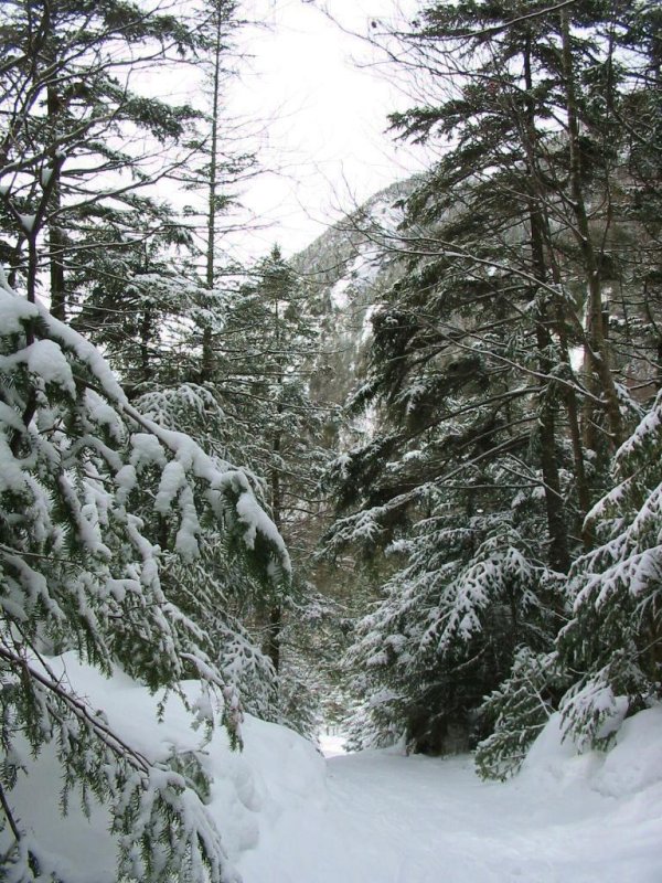 Trail to Avalanche lake