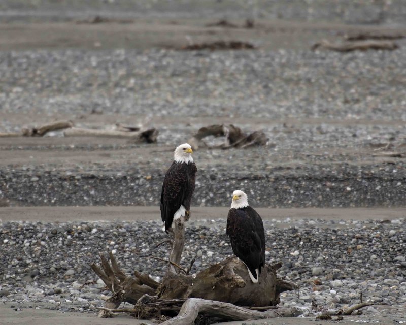 Eagle, Bald, 2-103106-Chilkat River, Haines, AK-0341.jpg