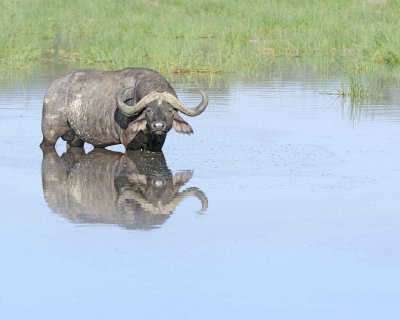 Buffalo, Cape, in water-011213-Lake Nakuru National Park, Kenya-#0704.jpg