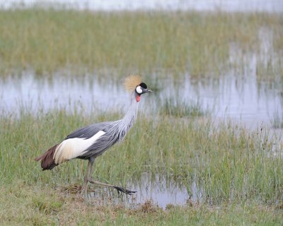 Crane, Grey Crowned-011013-Lake Nakuru National Park, Kenya-#4232.jpg