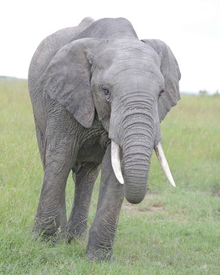 Elephant, African-011513-Maasai Mara National Reserve, Kenya-#0051.jpg