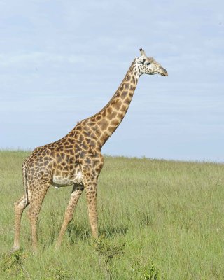 Giraffe, Maasai-011313-Maasai Mara National Reserve, Kenya-#3449.jpg
