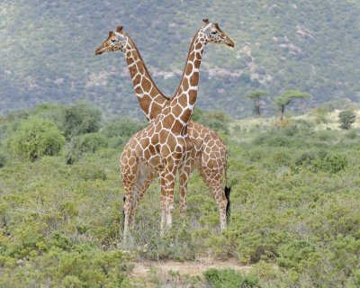 Giraffe, Reticulated, 2-010813-Samburu National Reserve, Kenya-#1618.jpg