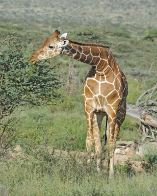 Giraffe, Reticulated, w Oxpecker-010813-Samburu National Reserve, Kenya-#3618.jpg