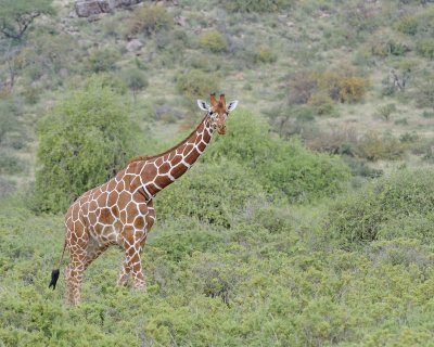 Giraffe, Reticulated-010813-Samburu National Reserve, Kenya-#2429.jpg