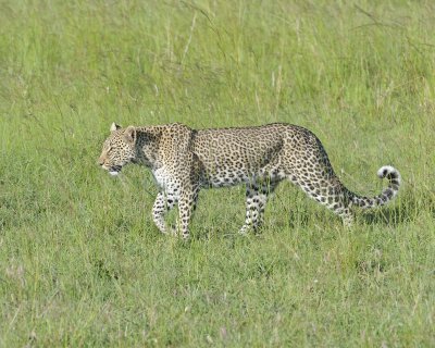 Leopard-011413-Maasai Mara National Reserve, Kenya-#4295.jpg