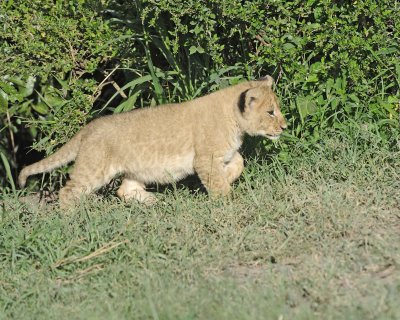 Lion, Cub-011313-Maasai Mara National Reserve, Kenya-#1308.jpg