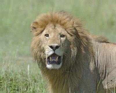 Lion, Male, Head-011313-Maasai Mara National Reserve, Kenya-#2692.jpg