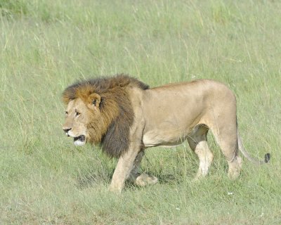 Lion, Male-011413-Maasai Mara National Reserve, Kenya-#2136.jpg