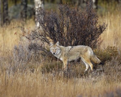Coyote-101506-RMNP, Moraine Park-0274.jpg