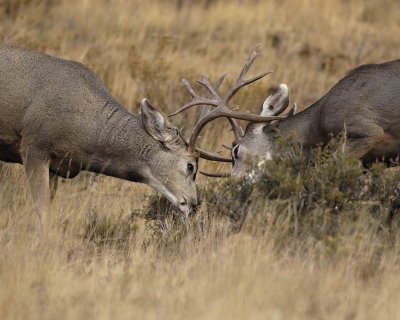 Gallery of Mule Deer