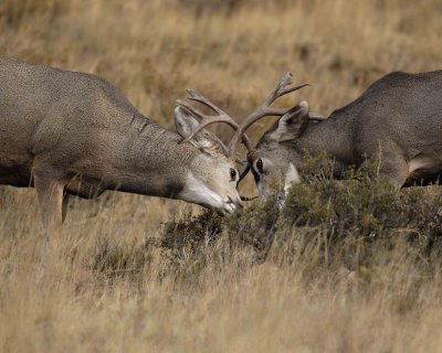 Deer, Mule, 2 Bucks sparing-101406-RMNP, Beaver Meadows-0208.jpg