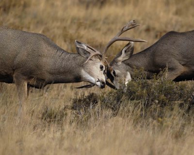 Deer, Mule, 2 Bucks sparing-101406-RMNP Beaver Meadows-0210.jpg