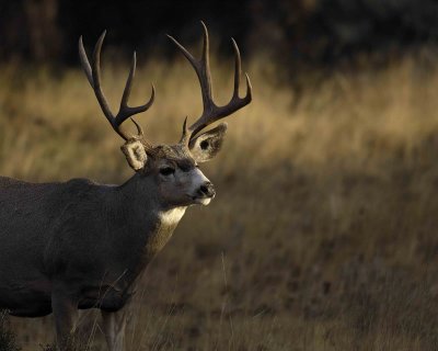 Deer, Mule, Buck-101406-RMNP Beaver Meadows-0240.jpg