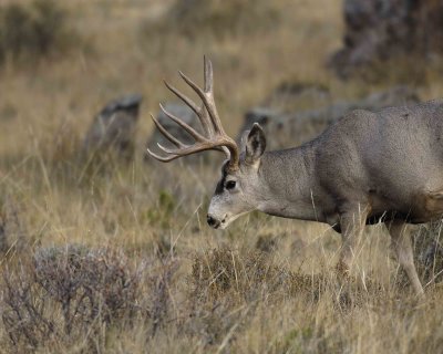 Deer, Mule, Buck-101406-RMNP, Beaver Meadows-0247.jpg