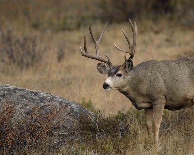 Deer, Mule, Buck-101406-RMNP, Beaver Meadows-0255.jpg