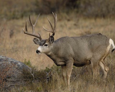 Deer, Mule, Buck-101406-RMNP, Beaver Meadows-0259.jpg