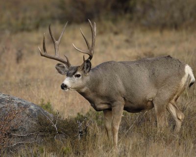 Deer, Mule, Buck-101406-RMNP, Beaver Meadows-0261.jpg