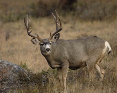 Deer, Mule, Buck-101406-RMNP, Beaver Meadows-0263.jpg