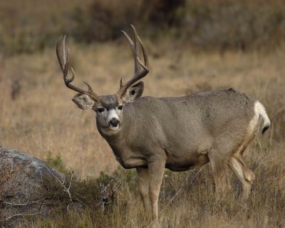 Deer, Mule, Buck-101406-RMNP, Beaver Meadows-0264.jpg