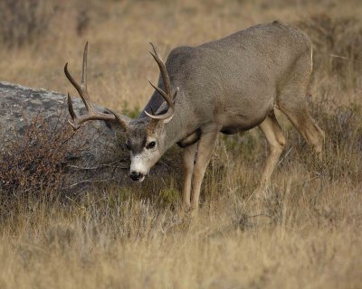 Deer, Mule, Buck-101406-RMNP, Beaver Meadows-0266.jpg