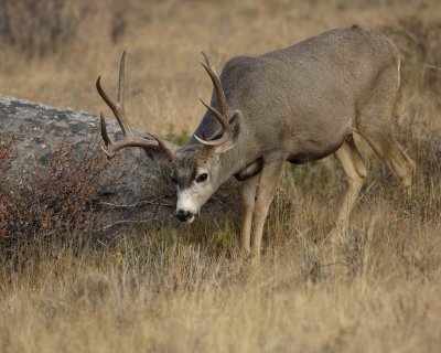 Deer, Mule, Buck-101406-RMNP, Beaver Meadows-0267.jpg