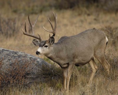 Deer, Mule, Buck-101406-RMNP, Beaver Meadows-0268.jpg