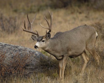 Deer, Mule, Buck-101406-RMNP, Beaver Meadows-0269.jpg