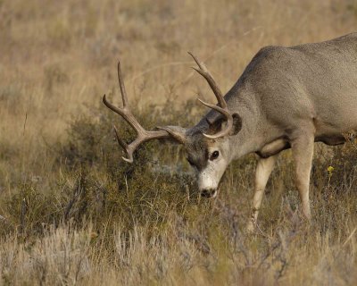 Deer, Mule, Buck-101406-RMNP, Beaver Meadows-0274.jpg