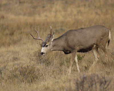 Deer, Mule, Buck-101406-RMNP, Beaver Meadows-0283.jpg