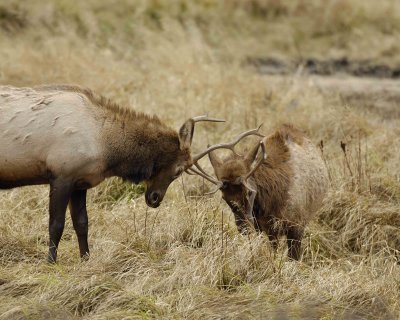 Elk, 2 Young Bulls Sparing-101406-RMNP, West Horseshoe Park-0759.jpg
