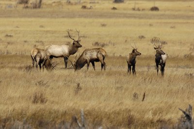 Elk, 5 Bulls-101506-RMNP, Moraine Park-0718.jpg