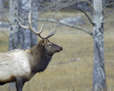 Elk, Bull-101306-RMNP, West Horseshoe Park-0366.jpg