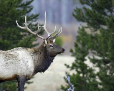 Elk, Bull-101306-RMNP, West Horseshoe Park-0371.jpg